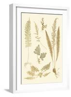 Fern Impressions III-Henry Bradbury-Framed Art Print