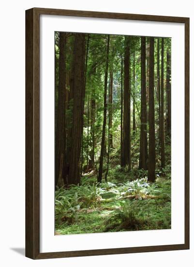 Fern in Muir Woods, Marin Headlands, California-Anna Miller-Framed Photographic Print
