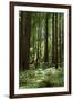 Fern in Muir Woods, Marin Headlands, California-Anna Miller-Framed Photographic Print