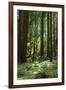 Fern in Muir Woods, Marin Headlands, California-Anna Miller-Framed Photographic Print