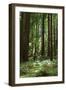 Fern in Muir Woods, Marin Headlands, California-Anna Miller-Framed Premium Photographic Print