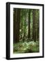 Fern in Muir Woods, Marin Headlands, California-Anna Miller-Framed Premium Photographic Print