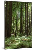 Fern in Muir Woods, Marin Headlands, California-Anna Miller-Mounted Premium Photographic Print