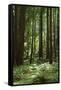 Fern in Muir Woods, Marin Headlands, California-Anna Miller-Framed Stretched Canvas