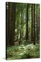 Fern in Muir Woods, Marin Headlands, California-Anna Miller-Stretched Canvas