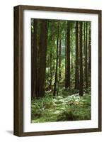 Fern in Muir Woods, Marin Headlands, California-Anna Miller-Framed Photographic Print