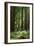 Fern in Muir Woods, Marin Headlands, California-Anna Miller-Framed Photographic Print