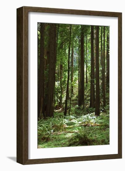 Fern in Muir Woods, Marin Headlands, California-Anna Miller-Framed Photographic Print