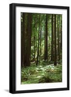 Fern in Muir Woods, Marin Headlands, California-Anna Miller-Framed Photographic Print