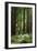 Fern in Muir Woods, Marin Headlands, California-Anna Miller-Framed Photographic Print