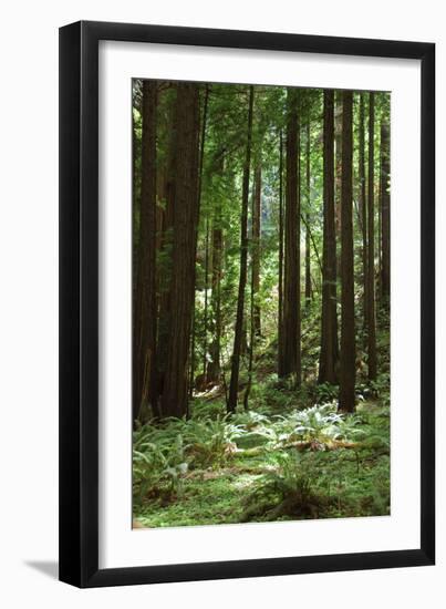 Fern in Muir Woods, Marin Headlands, California-Anna Miller-Framed Photographic Print