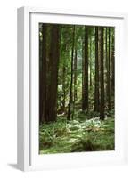 Fern in Muir Woods, Marin Headlands, California-Anna Miller-Framed Photographic Print