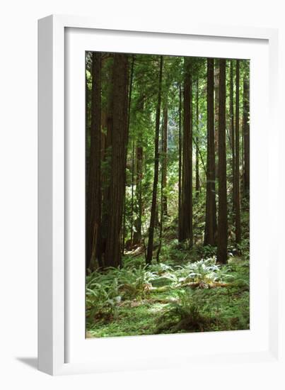 Fern in Muir Woods, Marin Headlands, California-Anna Miller-Framed Photographic Print