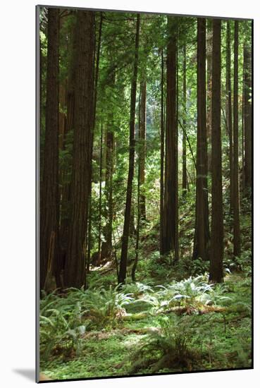 Fern in Muir Woods, Marin Headlands, California-Anna Miller-Mounted Photographic Print