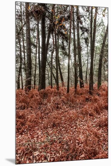 Fern in the autumn forest-By-Mounted Premium Photographic Print