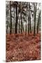Fern in the autumn forest-By-Mounted Premium Photographic Print
