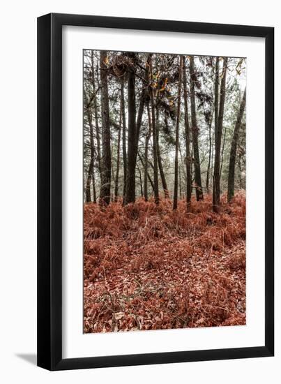 Fern in the autumn forest-By-Framed Photographic Print