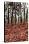 Fern in the autumn forest-By-Stretched Canvas