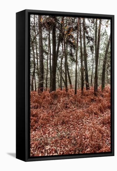 Fern in the autumn forest-By-Framed Stretched Canvas