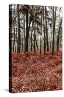 Fern in the autumn forest-By-Stretched Canvas