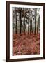 Fern in the autumn forest-By-Framed Photographic Print