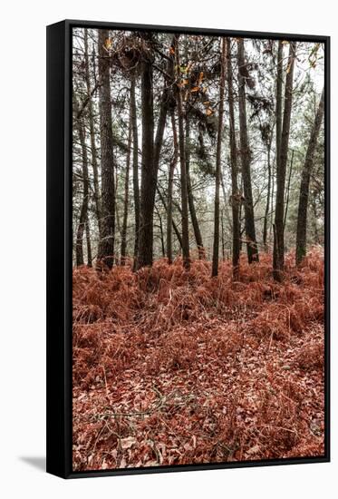 Fern in the autumn forest-By-Framed Stretched Canvas