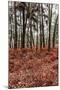 Fern in the autumn forest-By-Mounted Photographic Print