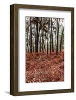 Fern in the autumn forest-By-Framed Photographic Print