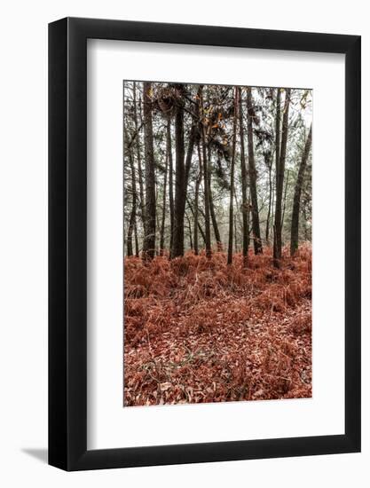 Fern in the autumn forest-By-Framed Photographic Print