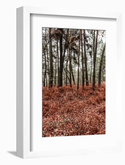 Fern in the autumn forest-By-Framed Photographic Print