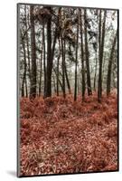 Fern in the autumn forest-By-Mounted Photographic Print