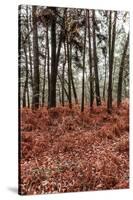 Fern in the autumn forest-By-Stretched Canvas