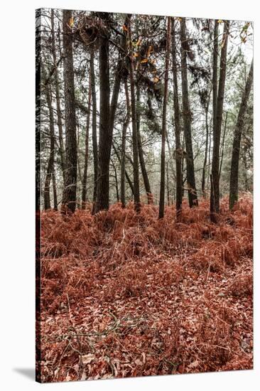 Fern in the autumn forest-By-Stretched Canvas