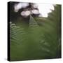 Fern in the botanical garden in Bielefeld,-Nadja Jacke-Stretched Canvas