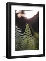 Fern in the botanical garden in Bielefeld,-Nadja Jacke-Framed Photographic Print