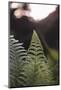 Fern in the botanical garden in Bielefeld,-Nadja Jacke-Mounted Photographic Print