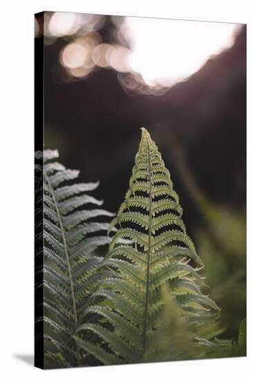 Fern in the botanical garden in Bielefeld,-Nadja Jacke-Stretched Canvas