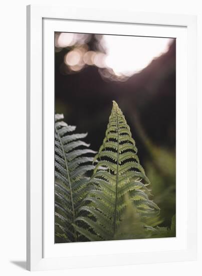 Fern in the botanical garden in Bielefeld,-Nadja Jacke-Framed Photographic Print