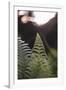 Fern in the botanical garden in Bielefeld,-Nadja Jacke-Framed Photographic Print