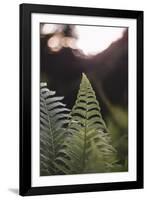 Fern in the botanical garden in Bielefeld,-Nadja Jacke-Framed Photographic Print