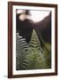 Fern in the botanical garden in Bielefeld,-Nadja Jacke-Framed Photographic Print