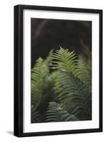 Fern in the botanical garden in Bielefeld,-Nadja Jacke-Framed Photographic Print