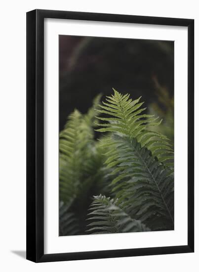 Fern in the botanical garden in Bielefeld,-Nadja Jacke-Framed Photographic Print