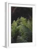 Fern in the botanical garden in Bielefeld,-Nadja Jacke-Framed Photographic Print