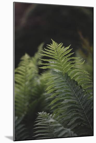 Fern in the botanical garden in Bielefeld,-Nadja Jacke-Mounted Photographic Print