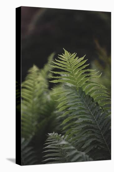 Fern in the botanical garden in Bielefeld,-Nadja Jacke-Stretched Canvas