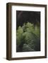 Fern in the botanical garden in Bielefeld,-Nadja Jacke-Framed Photographic Print