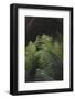 Fern in the botanical garden in Bielefeld,-Nadja Jacke-Framed Photographic Print