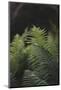 Fern in the botanical garden in Bielefeld,-Nadja Jacke-Mounted Photographic Print