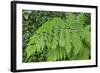 Fern in the Forest of Cubo De La Galga, Biosphere Reserve Los Tilos, Canary Islands-Gerhard Wild-Framed Photographic Print